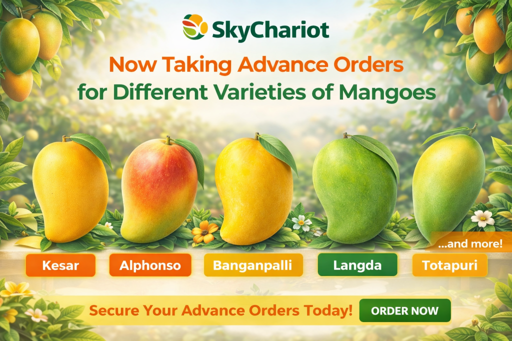 We are now accepting advance orders for premium Indian mango varieties, sourced directly from trusted farms across India. Our selection includes Kesar mangoes, Alphonso mangoes, Banganpalli mangoes, Langda mangoes, Totapuri mangoes, and other seasonal varieties known for their rich taste, aroma, and export quality.

As a reliable fresh fruits exporter from India, we ensure strict quality control, proper grading, and customized packaging solutions based on buyer requirements. Our mangoes are carefully harvested, packed, and prepared for international export with a focus on freshness, shelf life, and compliance with global standards.

Whether you are an importer, wholesaler, or distributor, you can secure your mango supply in advance and plan your seasonal demand efficiently. We support bulk orders, private labeling, and consistent supply throughout the mango season.